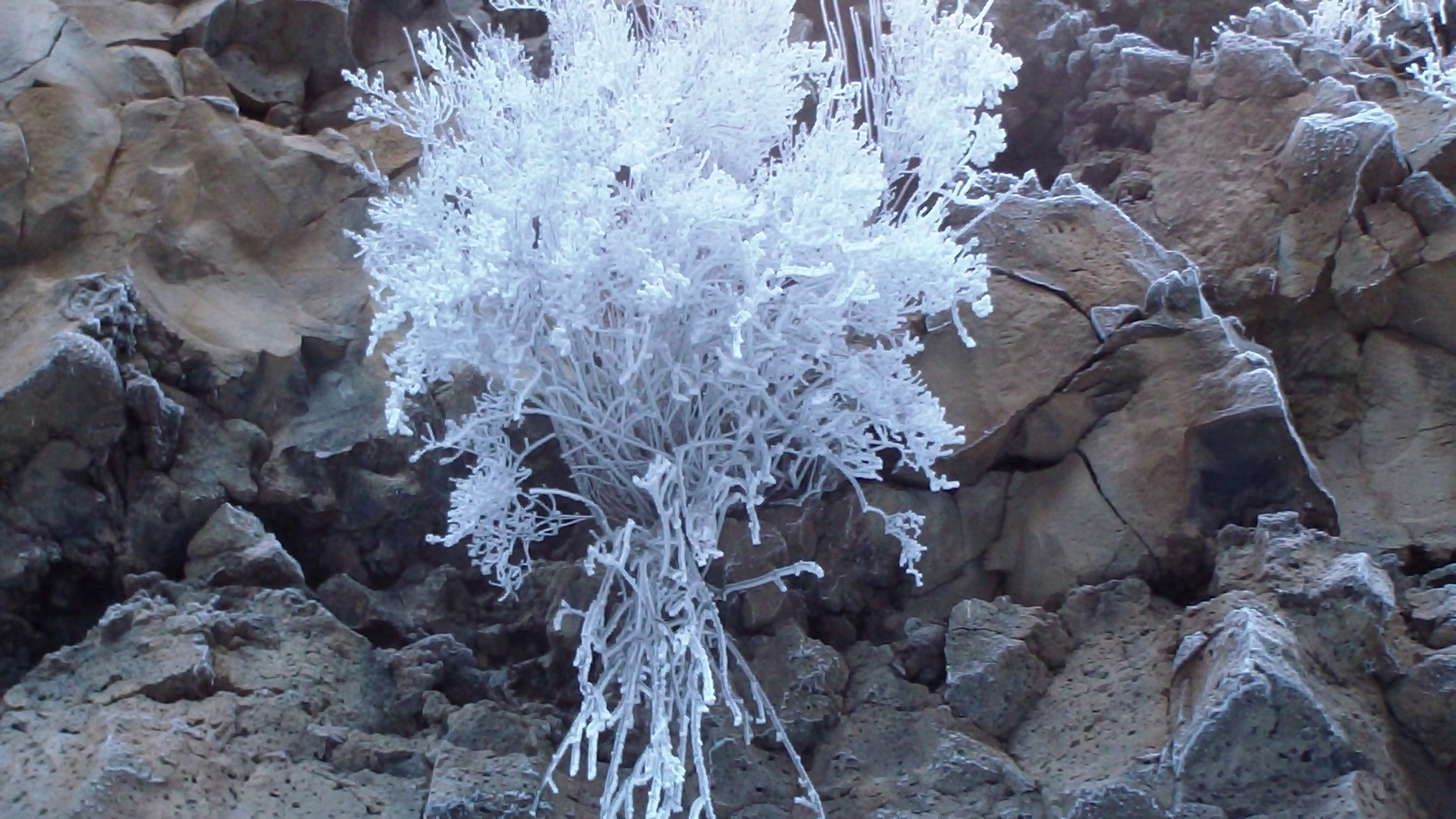 A bush near the top of the falls, frozen white.
