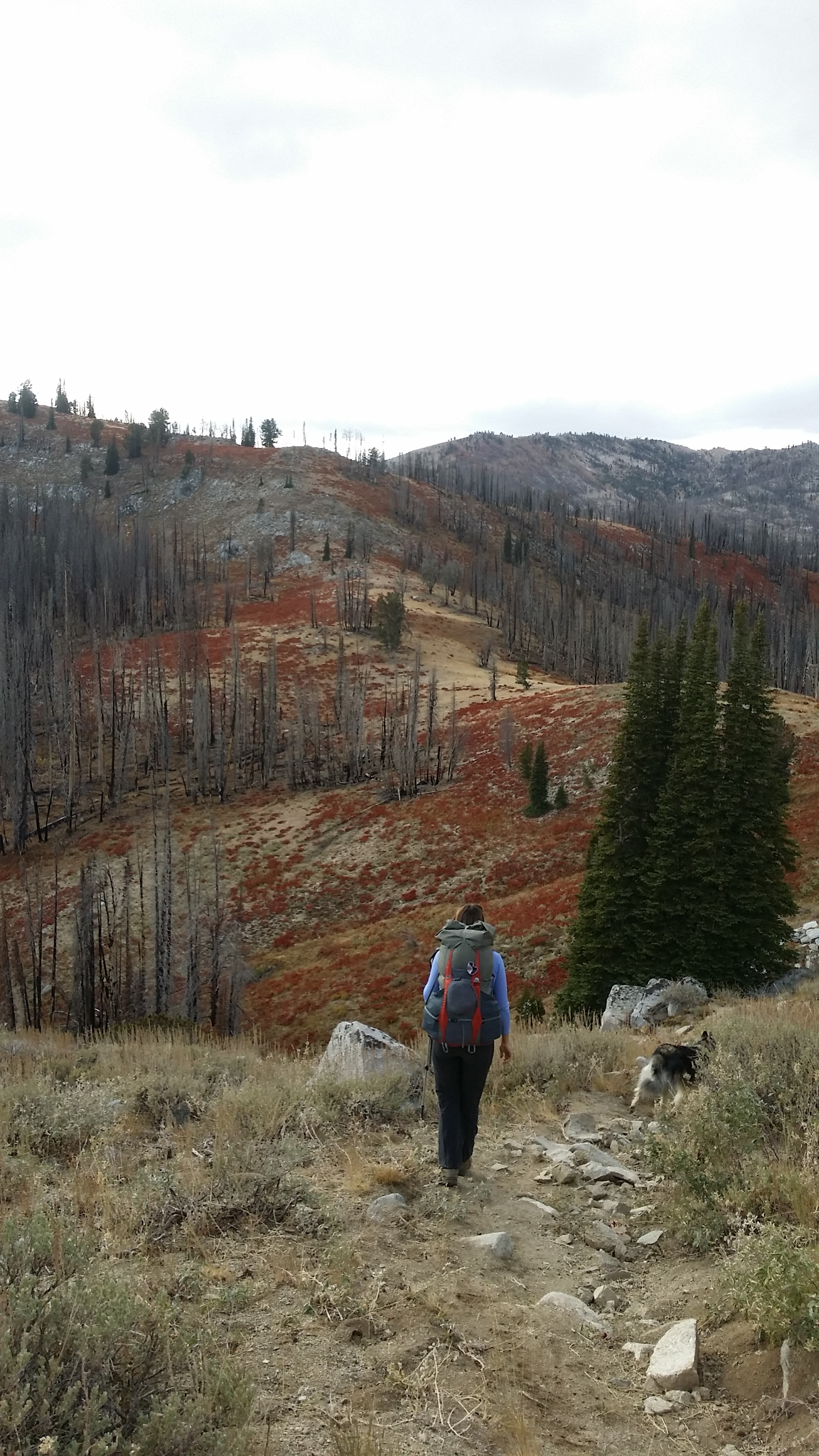 Tory makes her way toward the saddle. The fall colors really brightened up the burned forest.