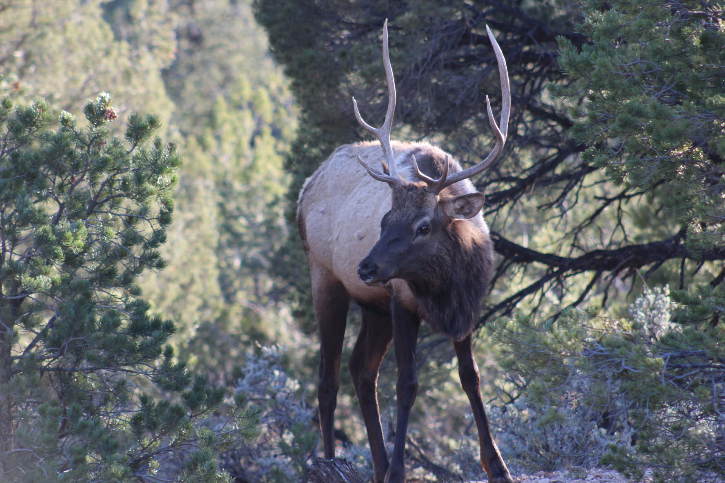 An elk walked right through our camp