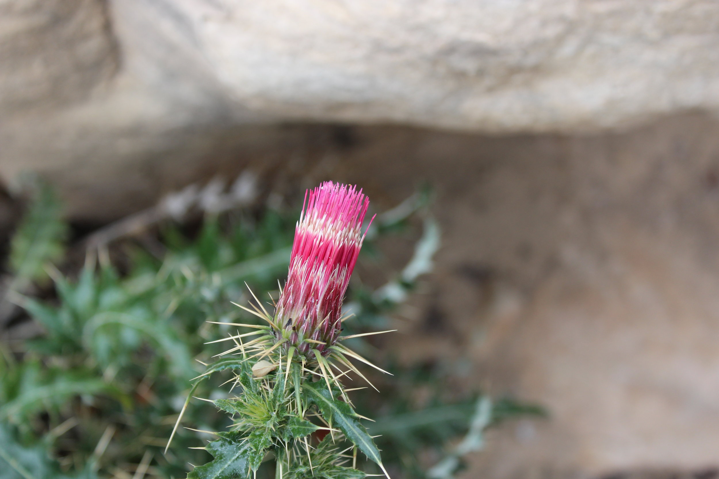 A thistle, likely non-native.
