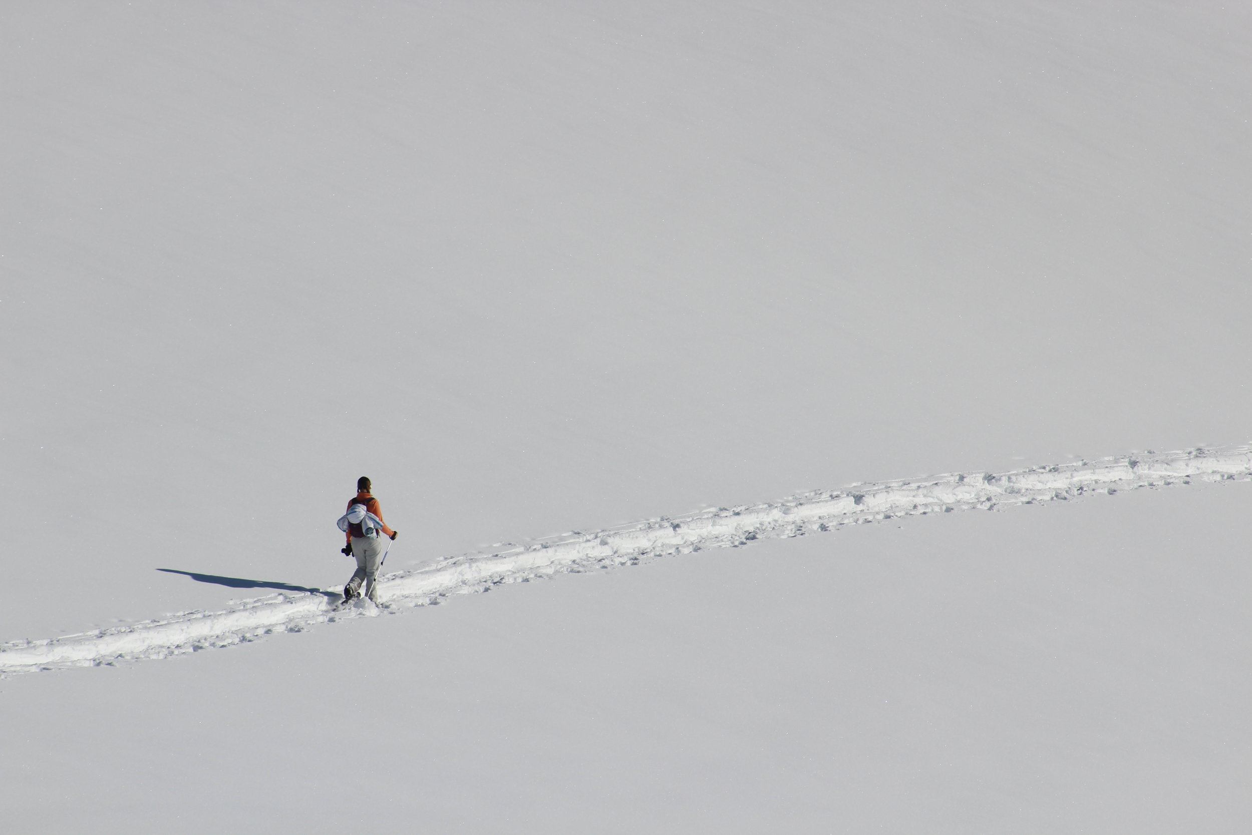 Tory crosses a snow field