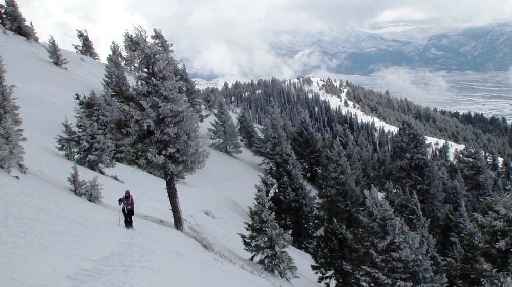 Just Above Treeline