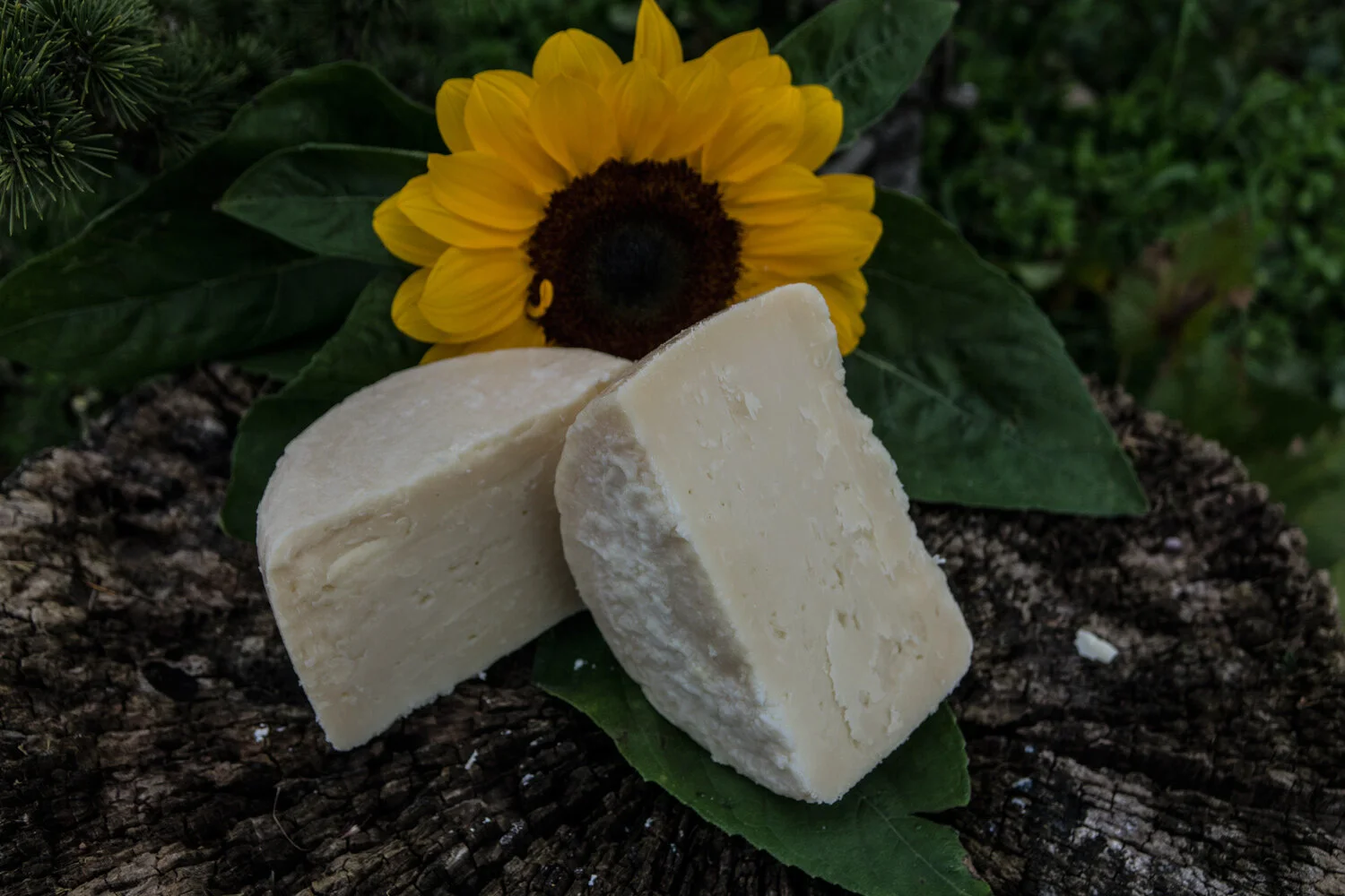 STAGIONATO NELL'OLIO