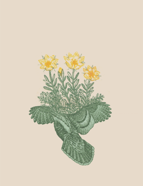 Spring, alive Source and credits: Trevor Anderson on GIPHY/ www.thisisamess.tumblr.com