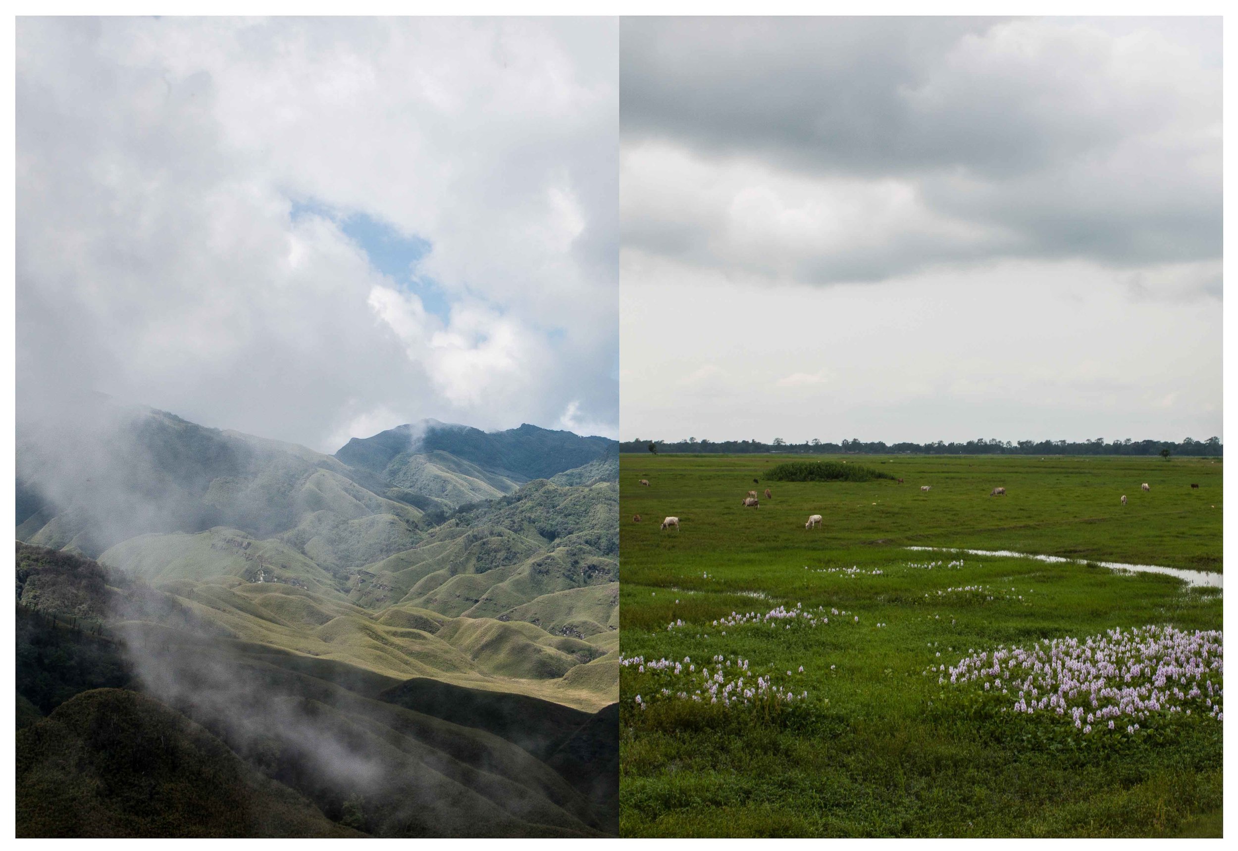 One of the things that fascinates me about places is how the geography quickly changes every few miles or so, drastically that too. Nagaland and Assam share their border, yet neither has any semblance whatsoever to each other. Here's a visual combination of the two. Taken at Dzukou Valley, Nagaland and Majuli Island, Assam.
