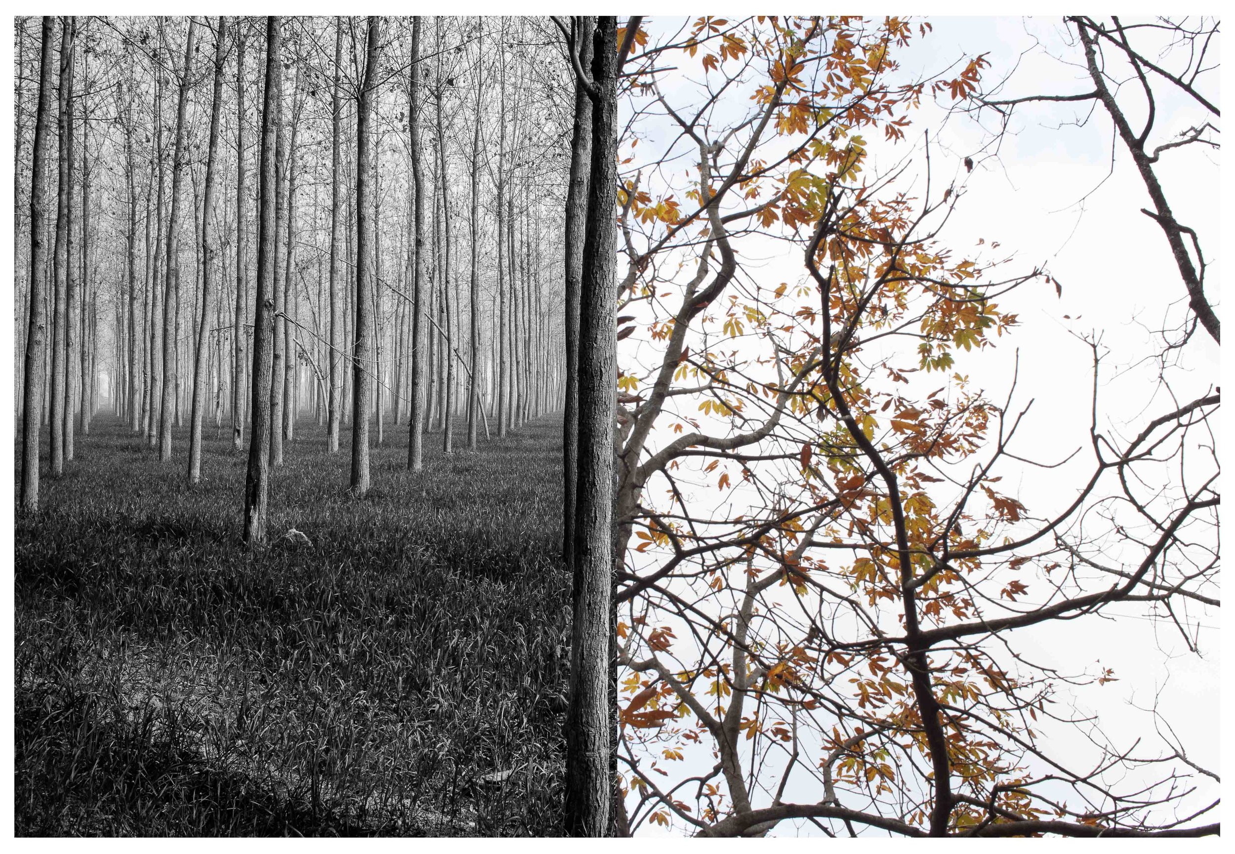 It's always wonderful photographing trees. Especially when they're undergoing transition in different seasons. Here's a diptych of two different kinds of trees in a different state of transition, in Kaladhungi and Nainital, Uttarakhand. © Tanushree Singh