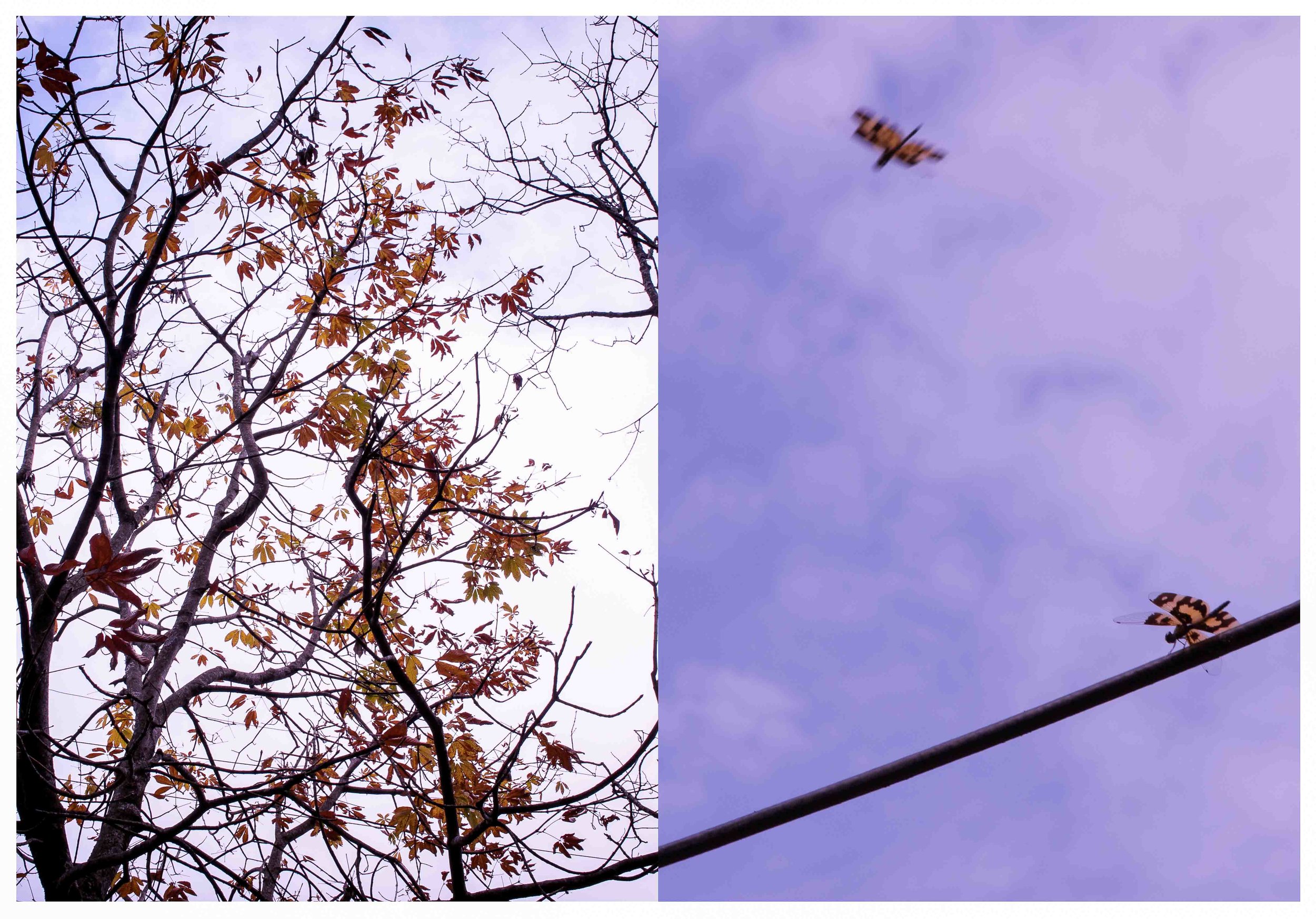 Shades of beautiful transient weathers - a combination of both Spring and Autumn, in Nainital, Uttarakhand and Majuli Island, Assam. © Tanushree Singh