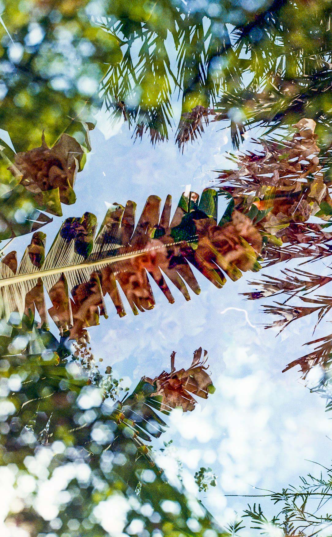 Summer in Double Exposures_1.jpg