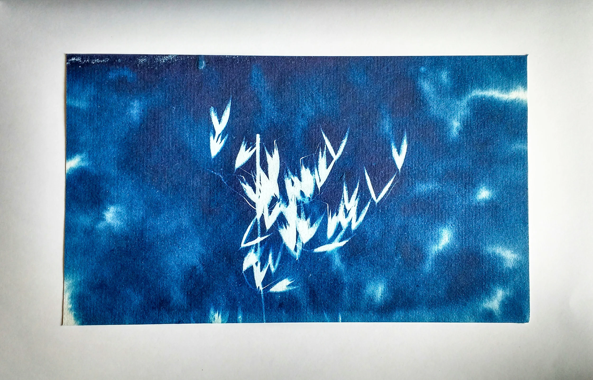 Cyanotype photogram made using a sponge instead of a regular brush