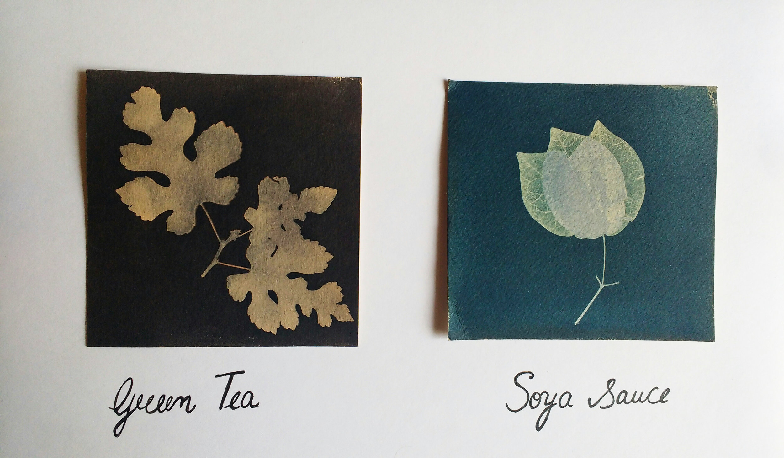 Cyanotype photograms using green tea and soy sauce
