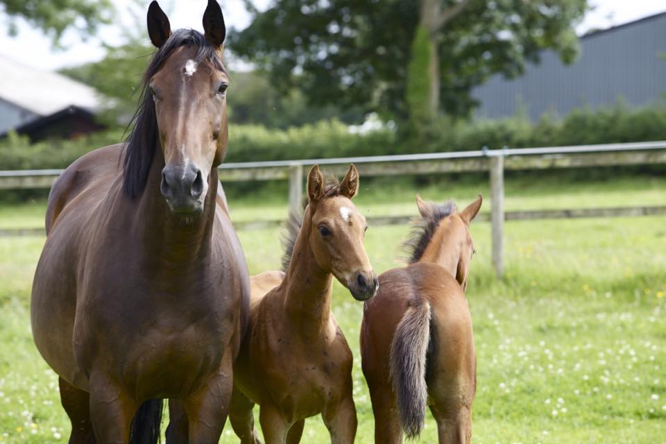 mare and foals.jpg