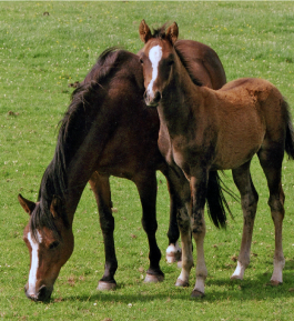 mare and foal 1.png