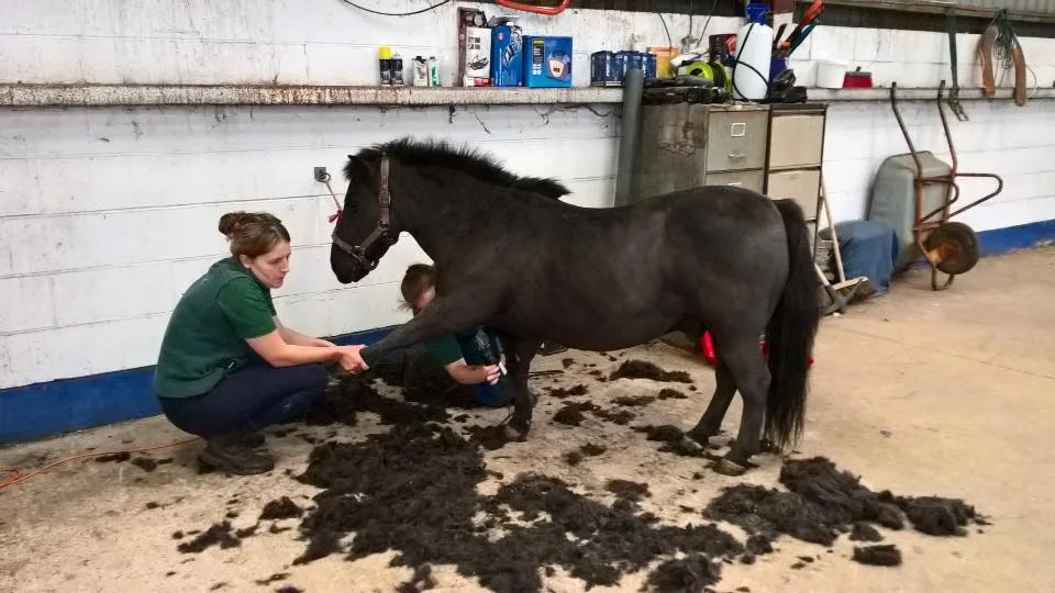 Sir Henry getting his full clip as he was wearing his winter woolies already!!! Spoilt boy who thinks he is a high class TB, and we certainly treat him like one!!