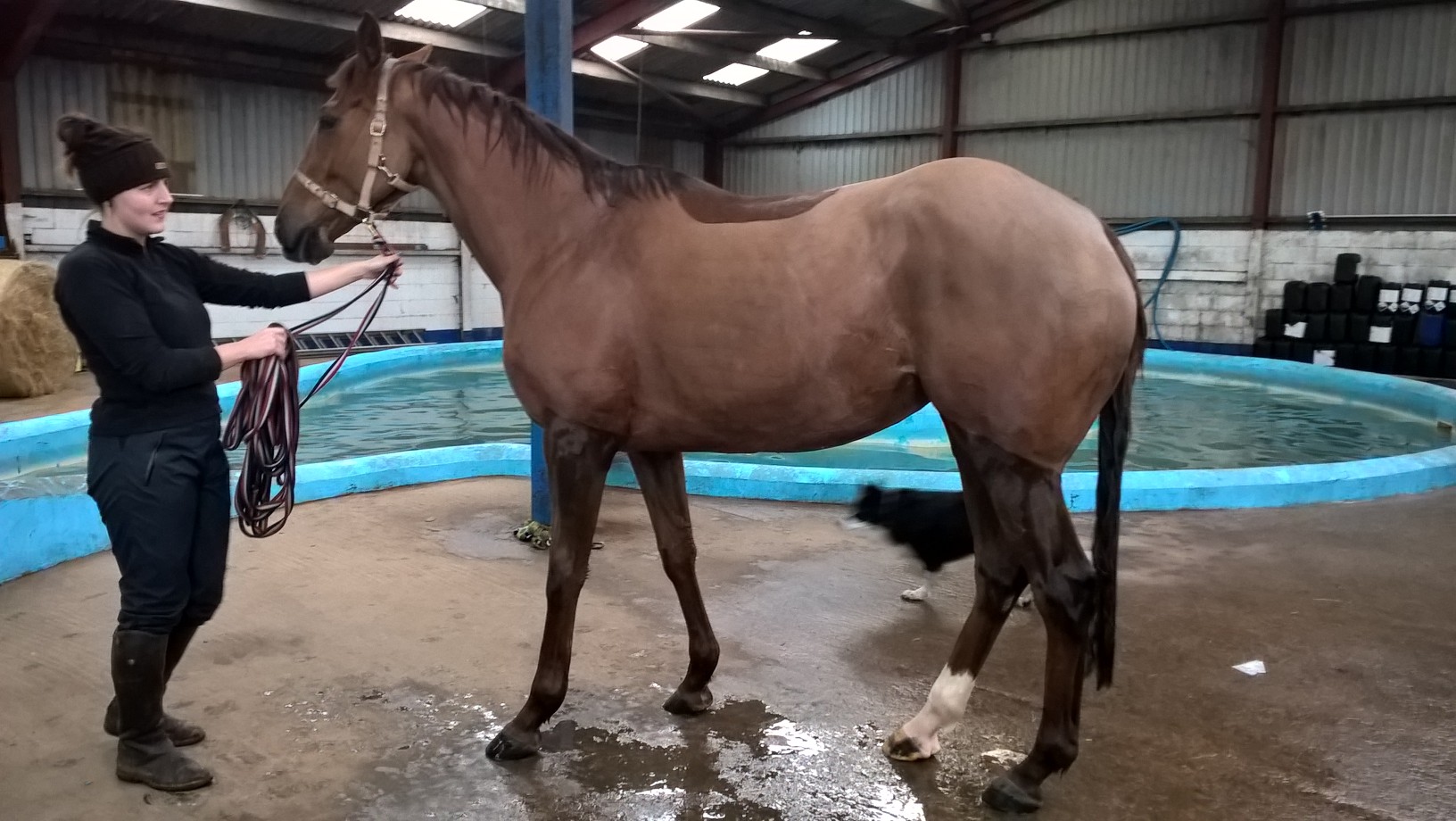 Racehorse rehabilitation: Before