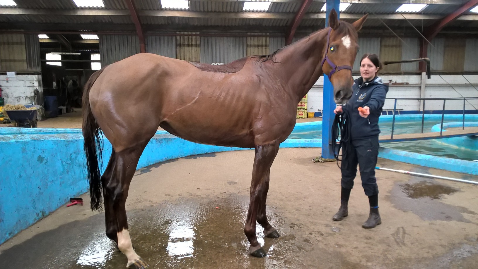Racehorse rehabilitation: After (3 months of swimming)