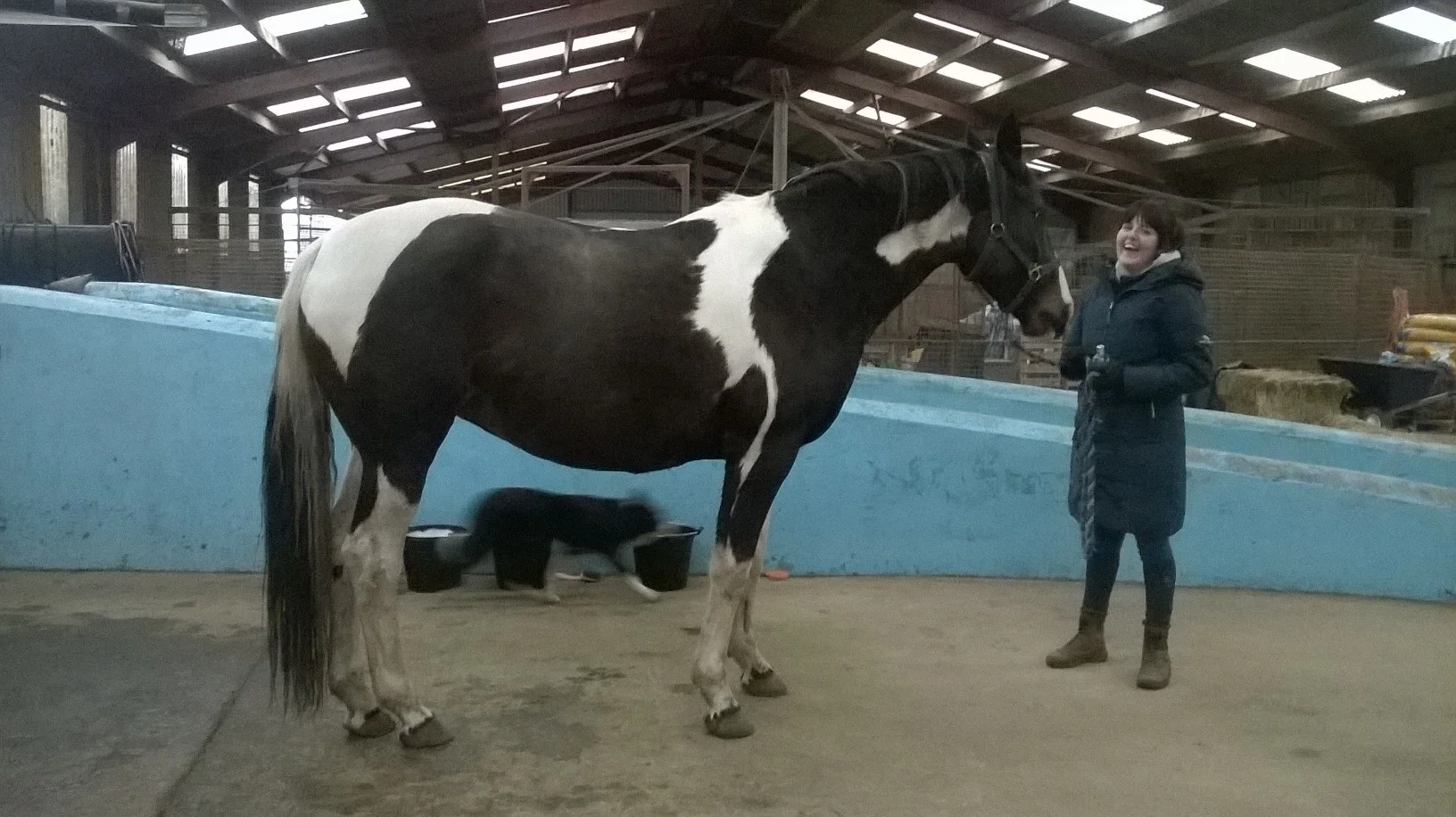 local competition/hunting horse: before