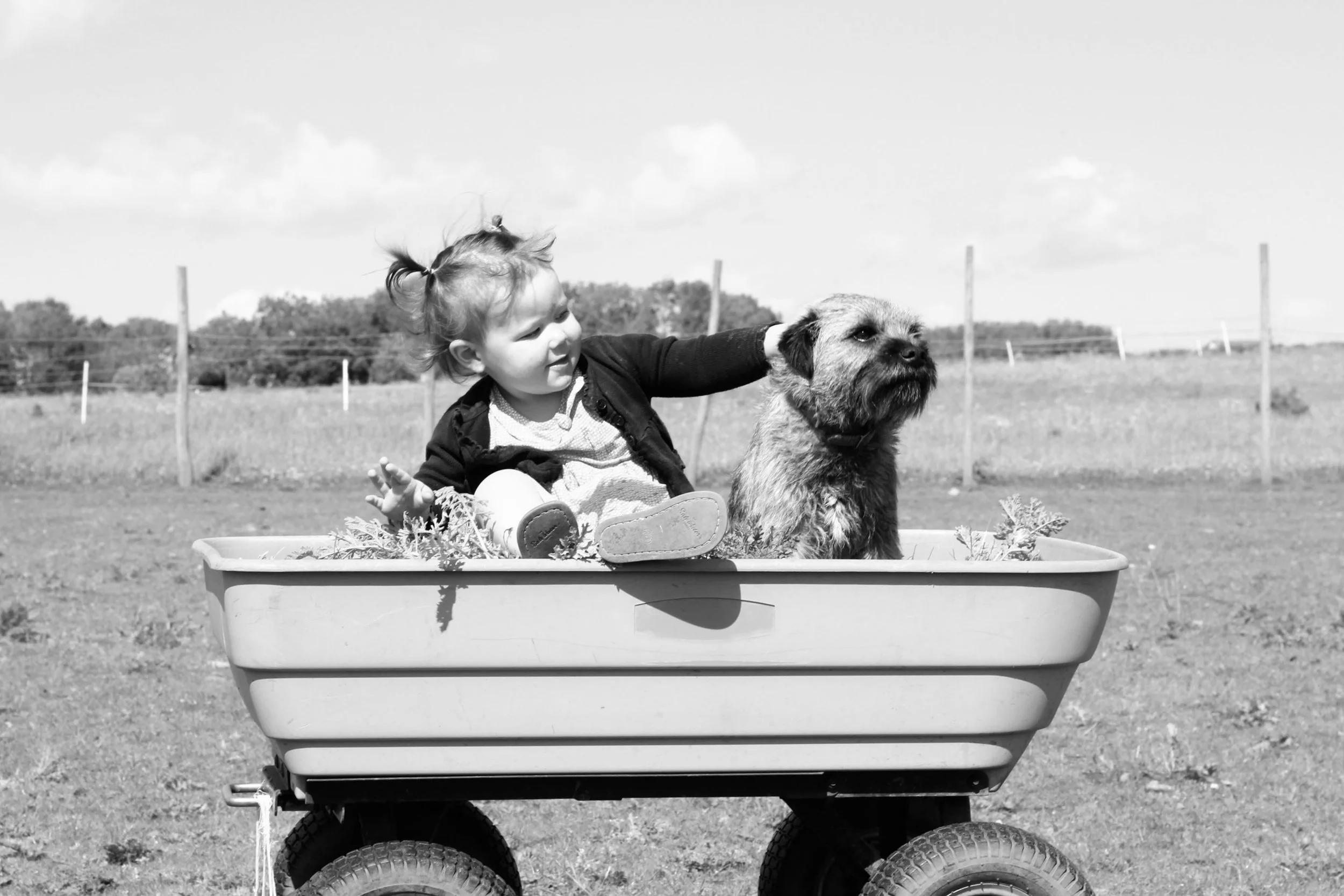 dogcartchild.jpg