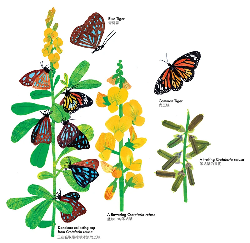 butterfly draft10