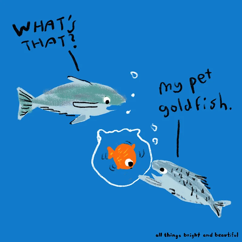 Fish pet