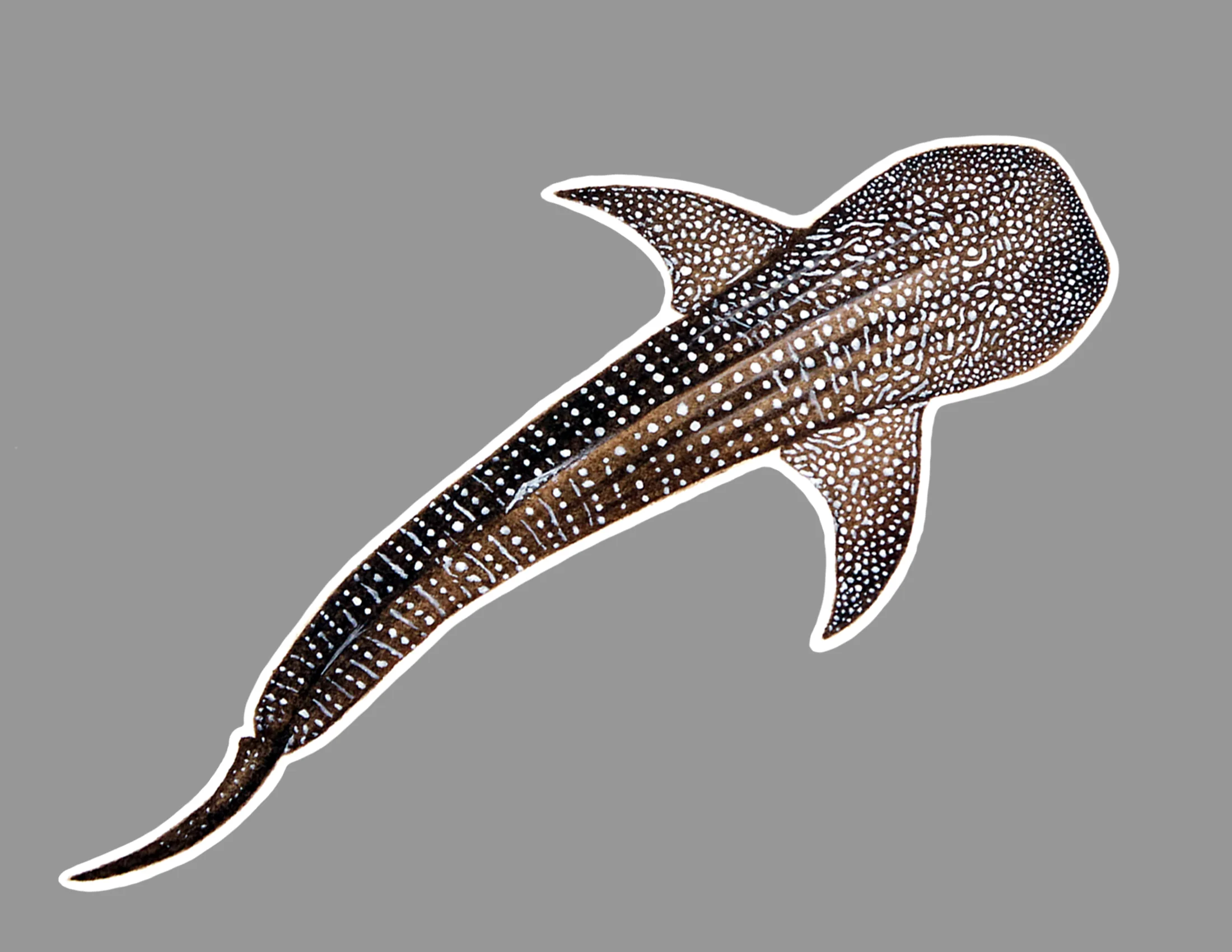 Whale shark sticker.jpg