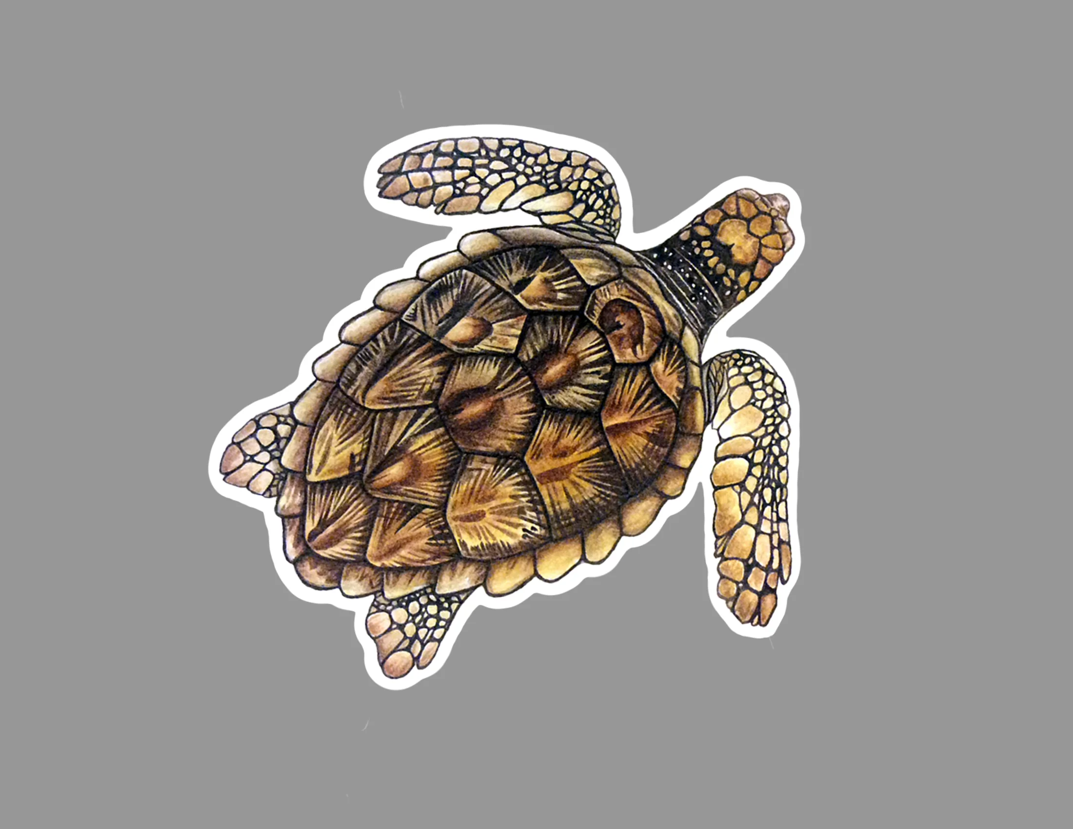 turtle sticker.jpg