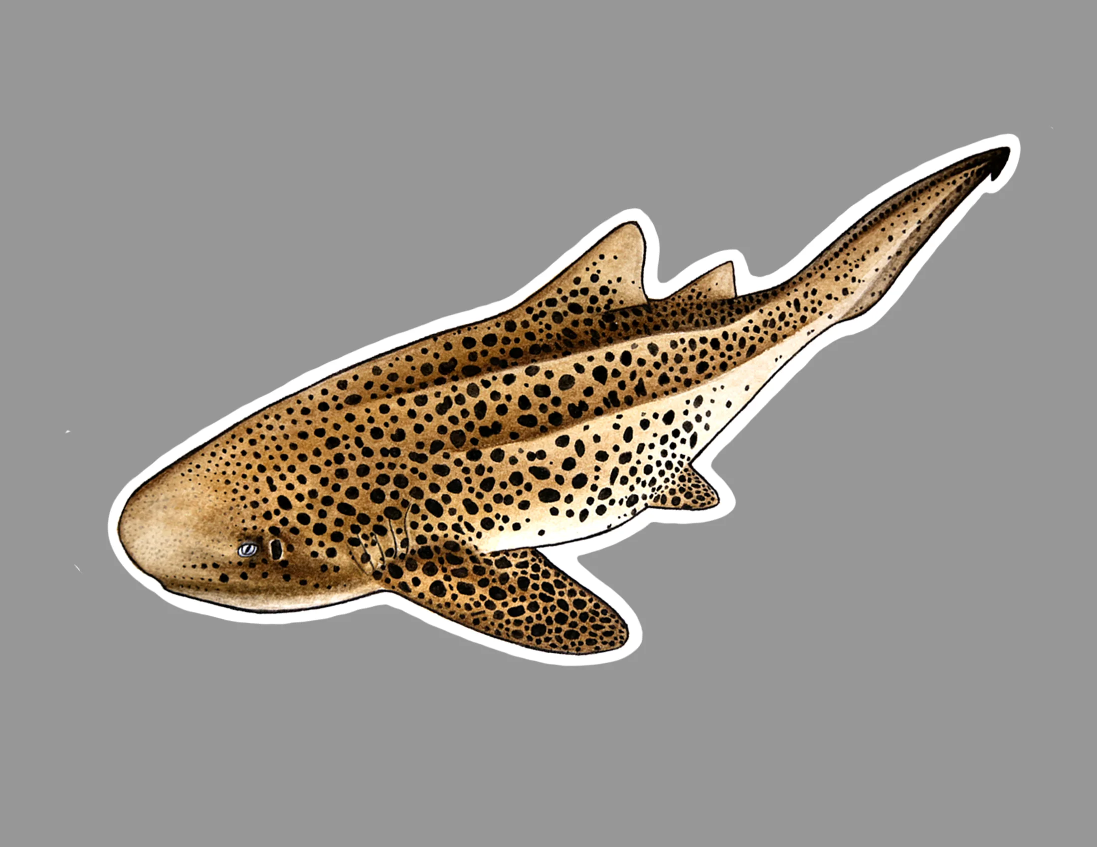 Zebra Shark sticker.jpg