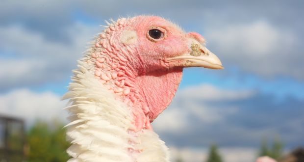 It’s curtains, for the last time, for the turkeys of Drumlusty