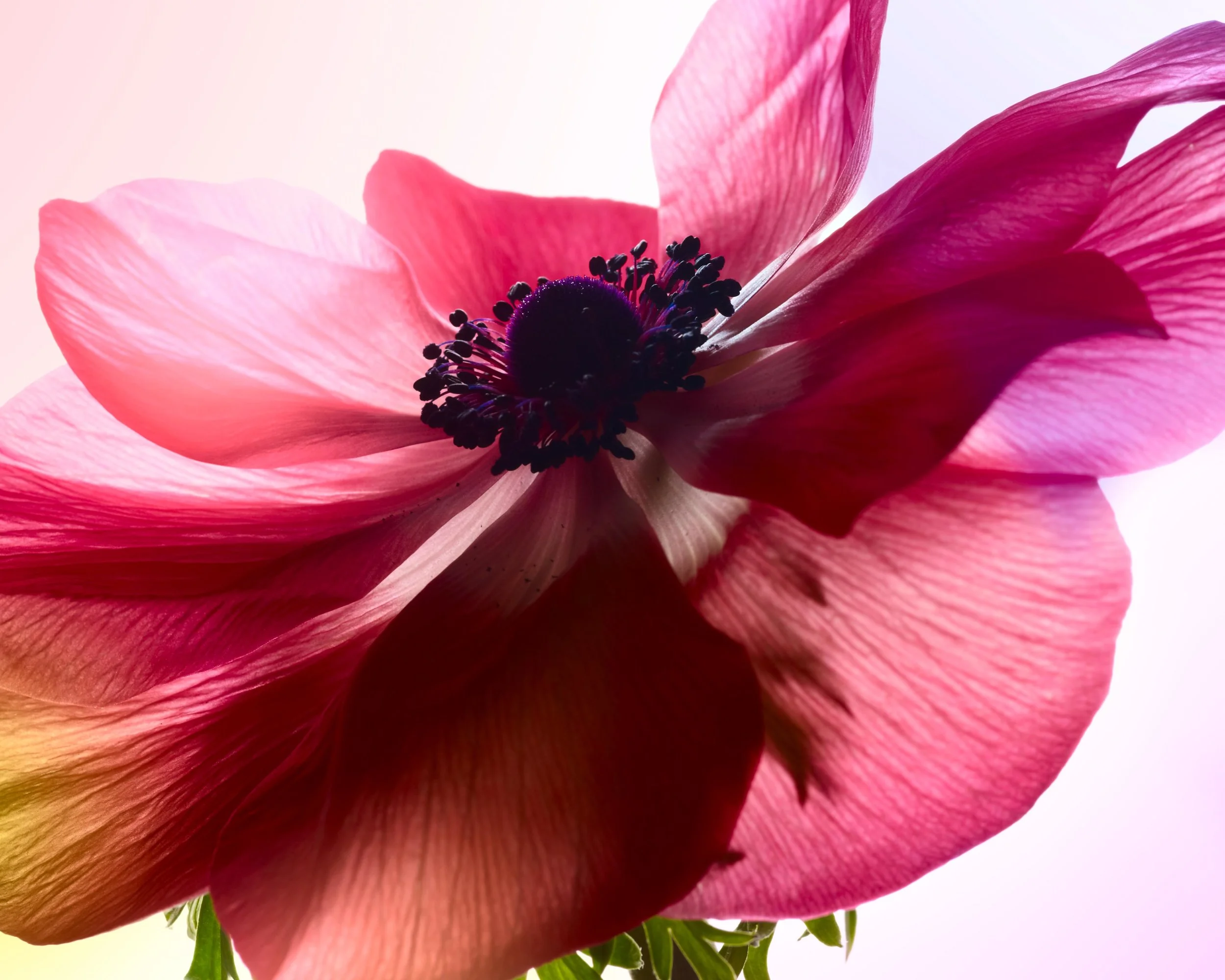 120229_SA_Flowers_04_089_Main_LAB.jpg