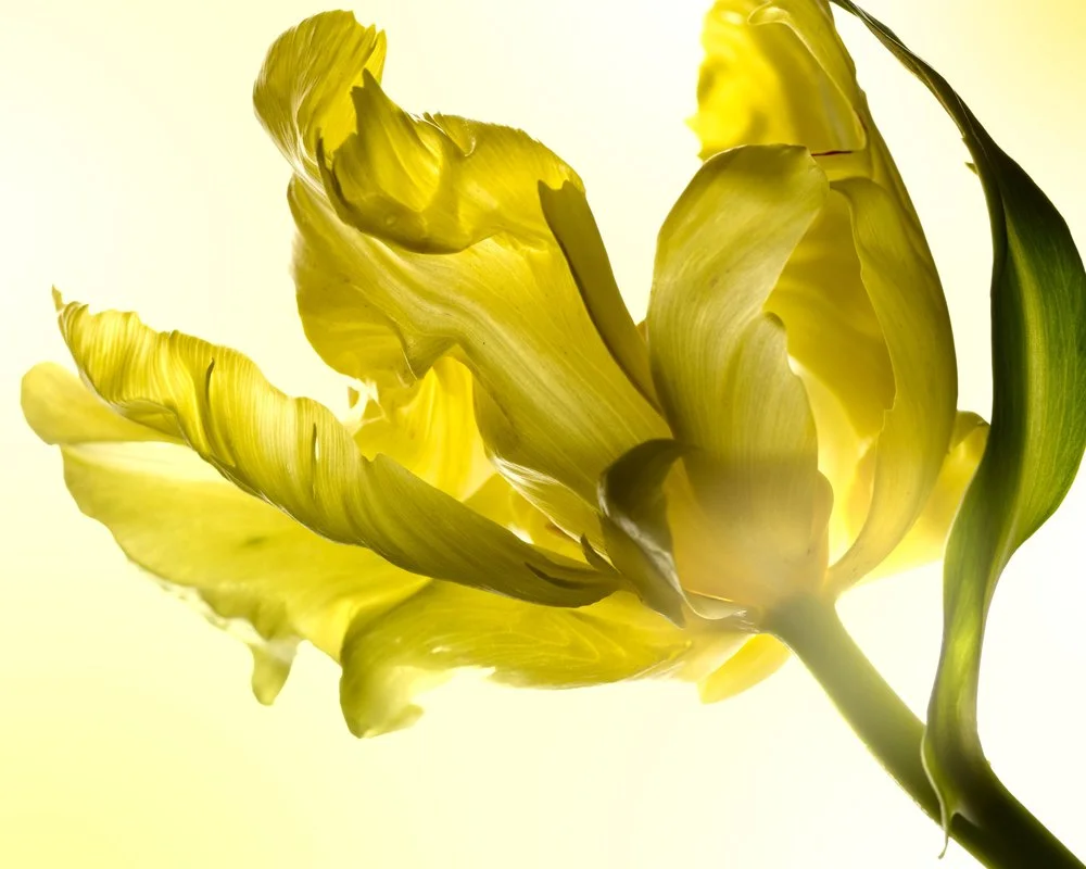 120229_SA_Flowers_02_062_Main_LAB.jpg
