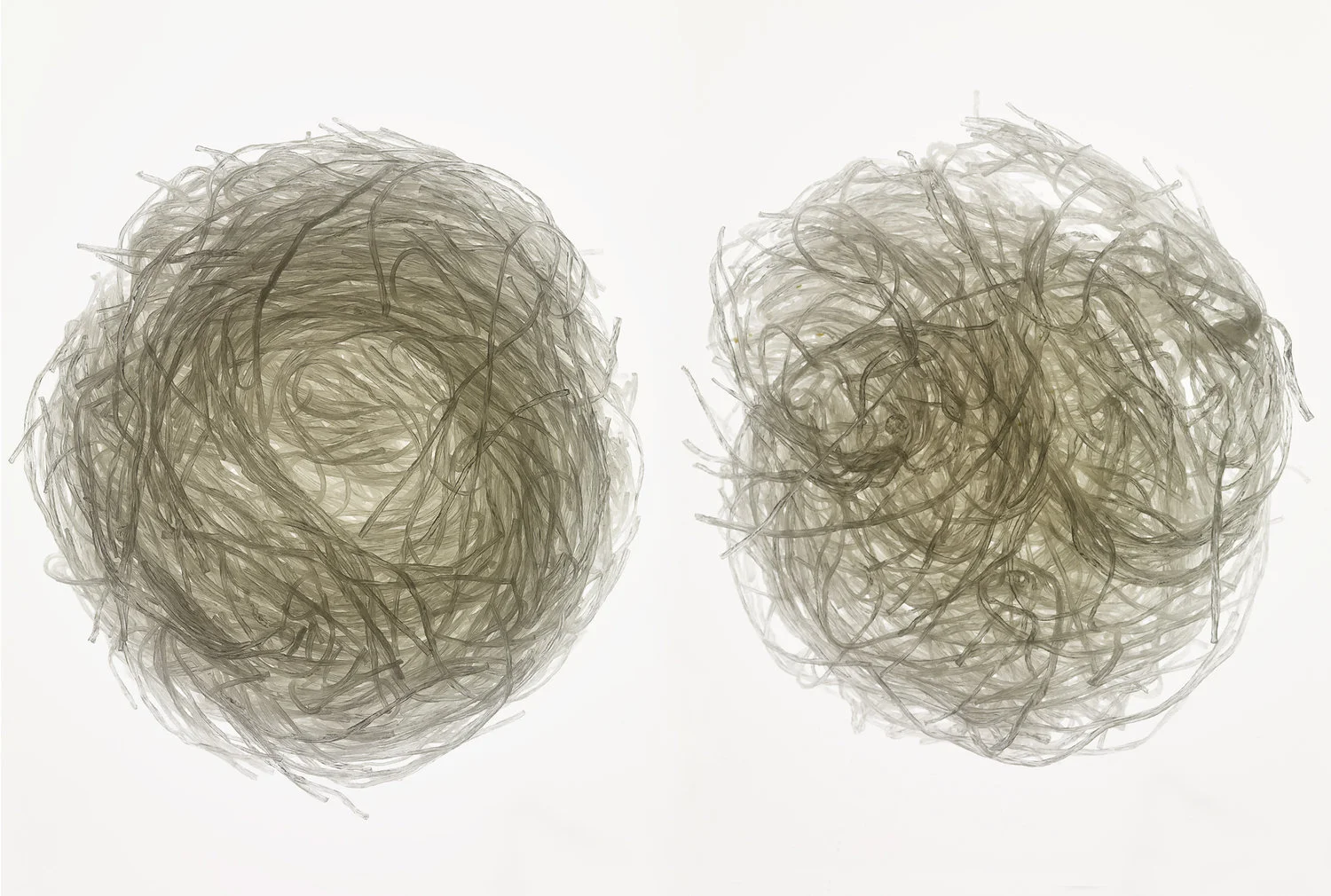 lunchbox_ramen_pair_2.jpg