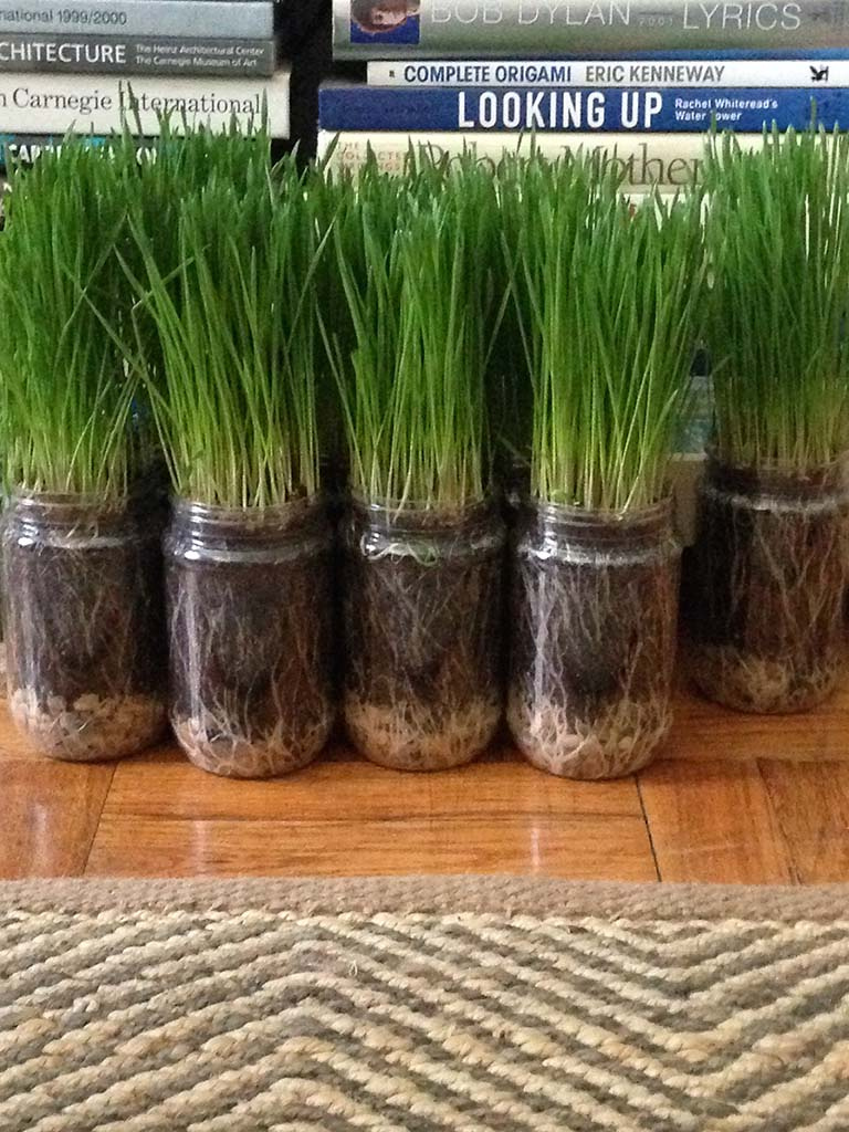 88d9ab0db4f154a4-KITTYGRASS.jpg