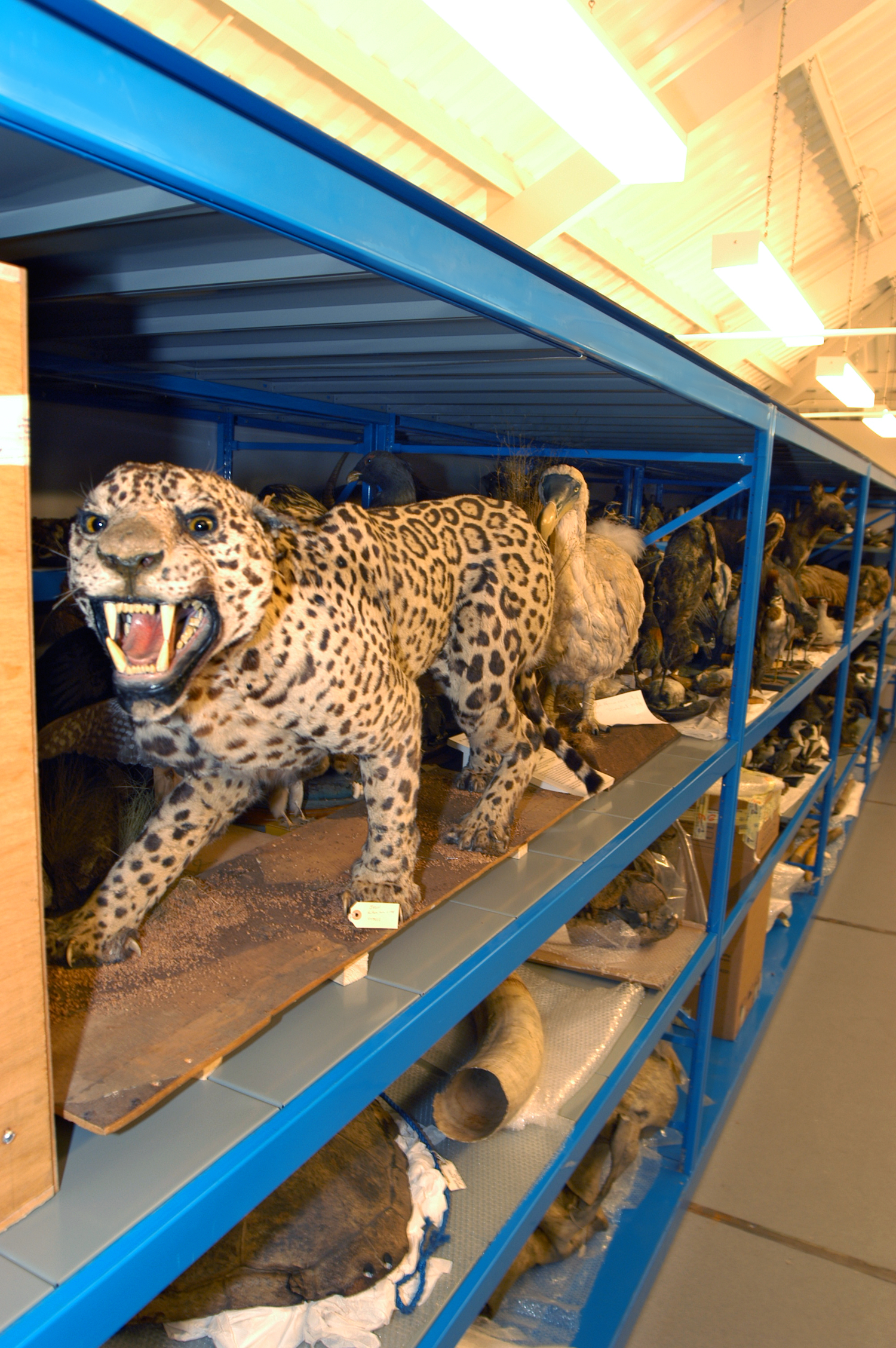 Dust sealed racking for irregular sized artefacts.