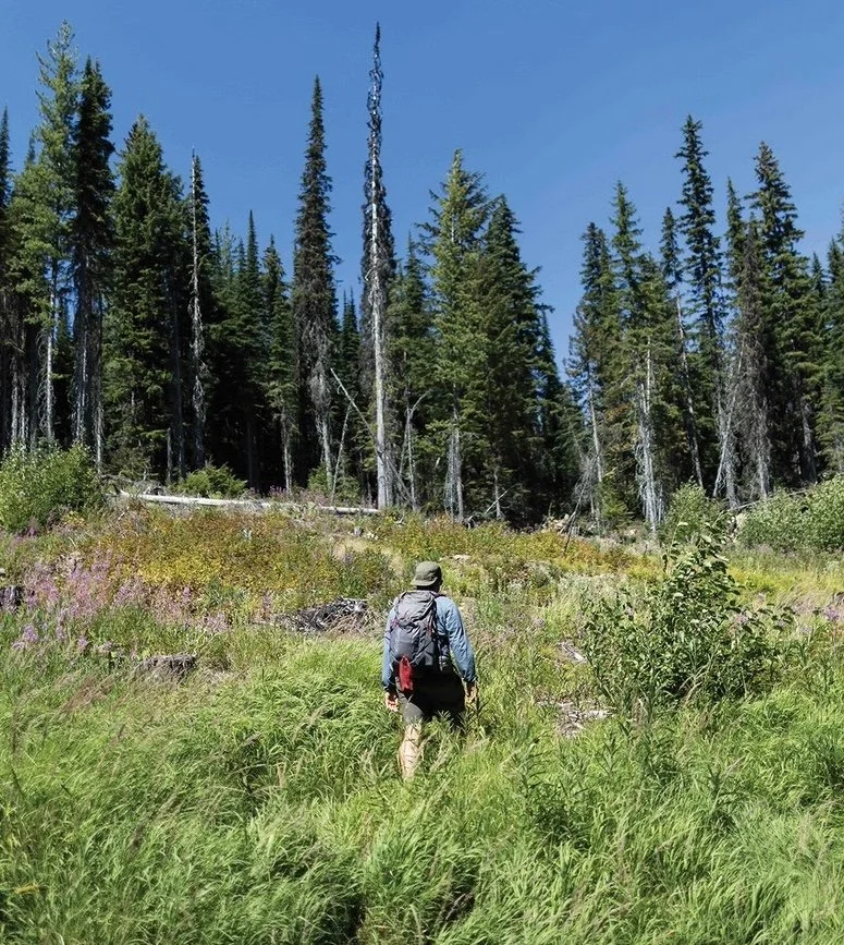 Montana Old Growth