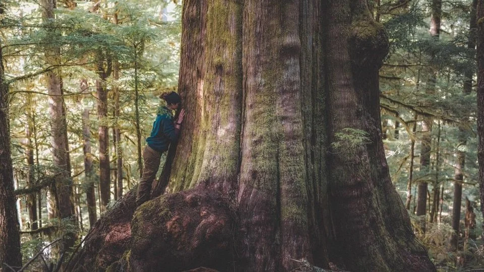 British Columbia Old Growth