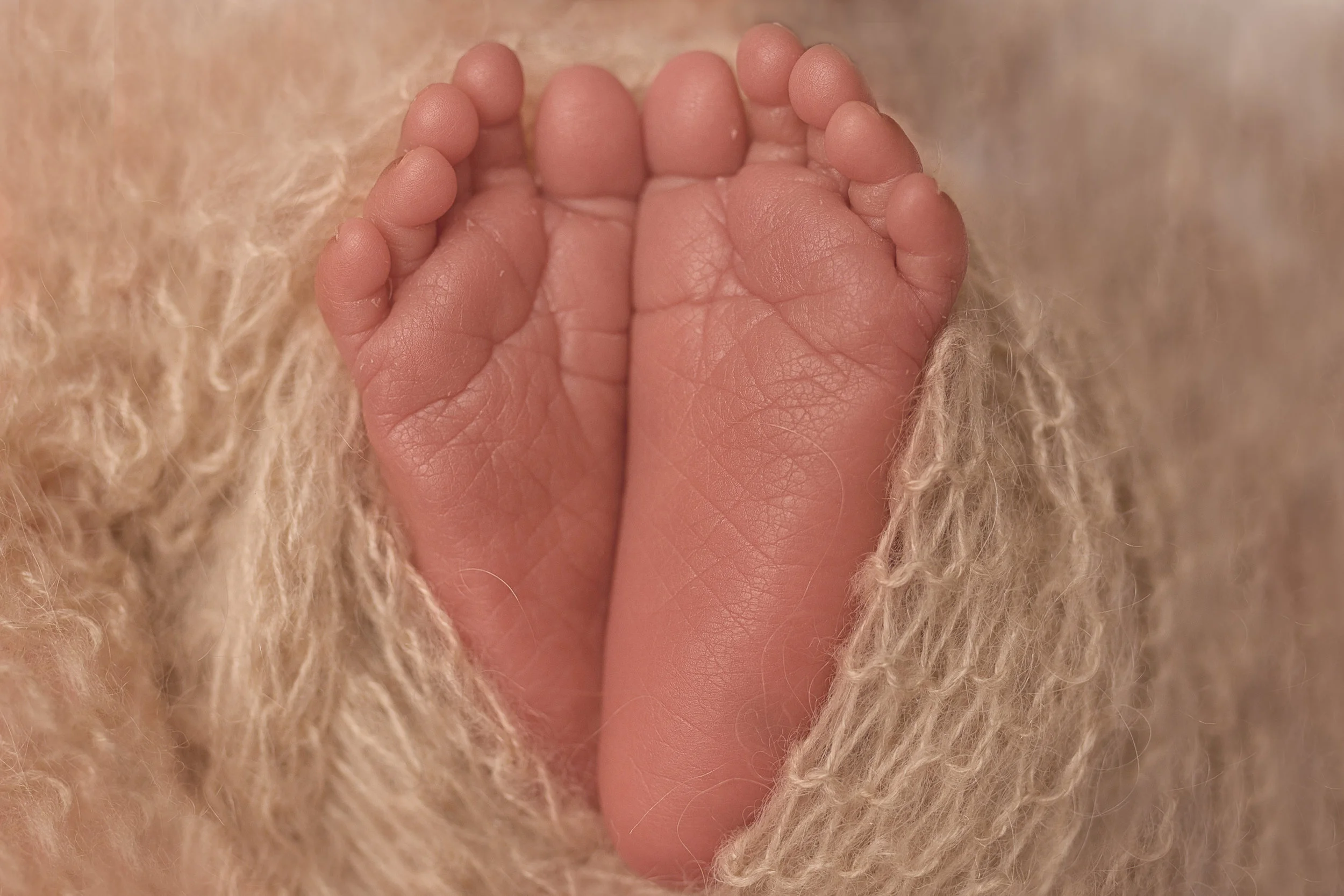 colorado springs newborn portraits