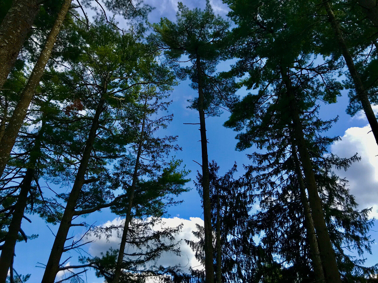  A view through the pines to the brilliant sky.  