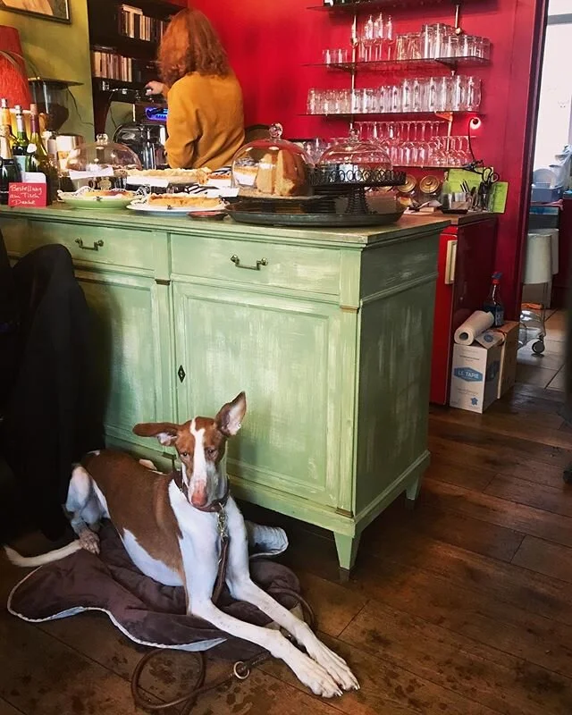 one single train of thought from Petit Rouge: dog
.
.
I find the winter a lot more tolerable when the weekends are spent floating around to different caf&eacute;s with a book, journal, or friend in tow.