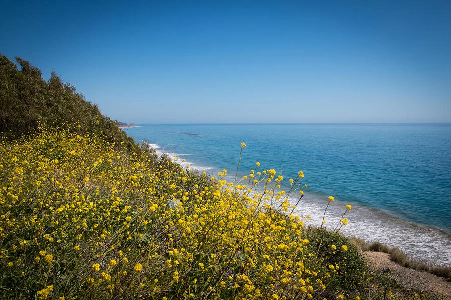 Santa Barbara Coastline :: Spring flowers