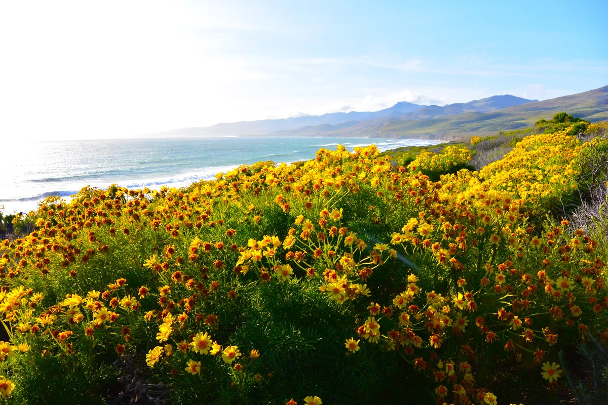 Spring Wildflower :: Santa Barbara