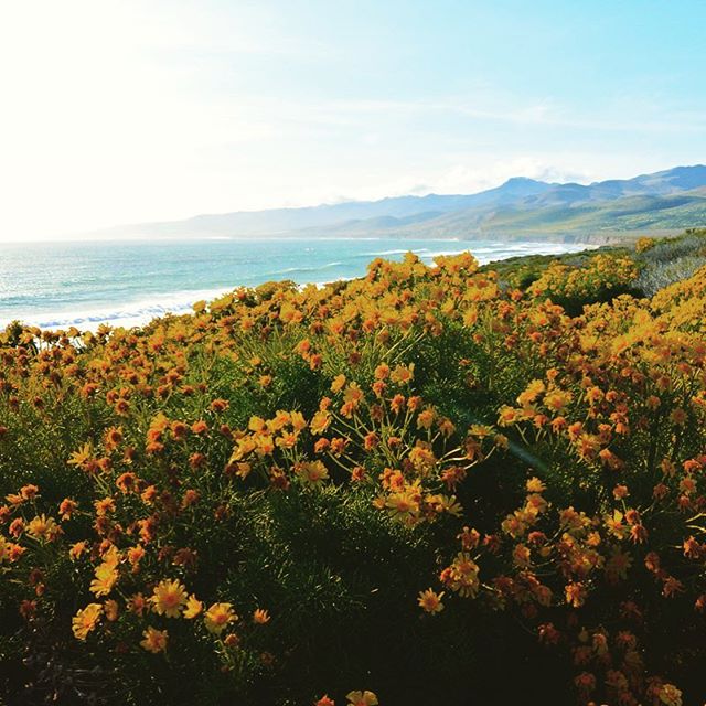 It's spring☀️, stop and smell the wildflowers 🌼🌷(they're a natural pesticide too, see profile for blog details)!
.
.
.
#spring #santabarbara #california #coast #claifornialife #pacificocean #wildflowers #beautiful #realtor #blog #blogger