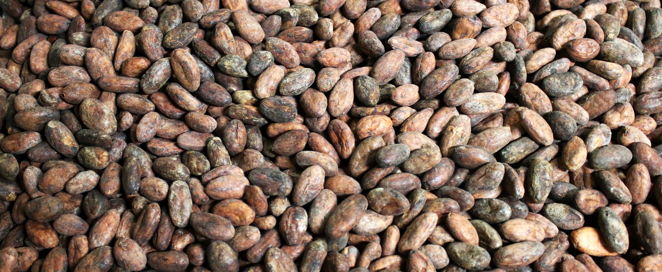 cacaobeanbanner.jpg