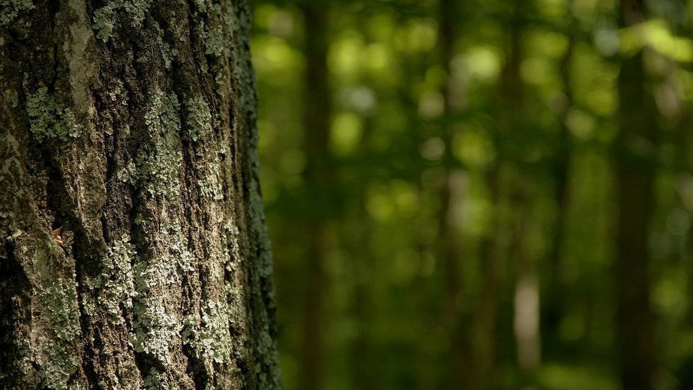 Tempting benefits of tree pruning