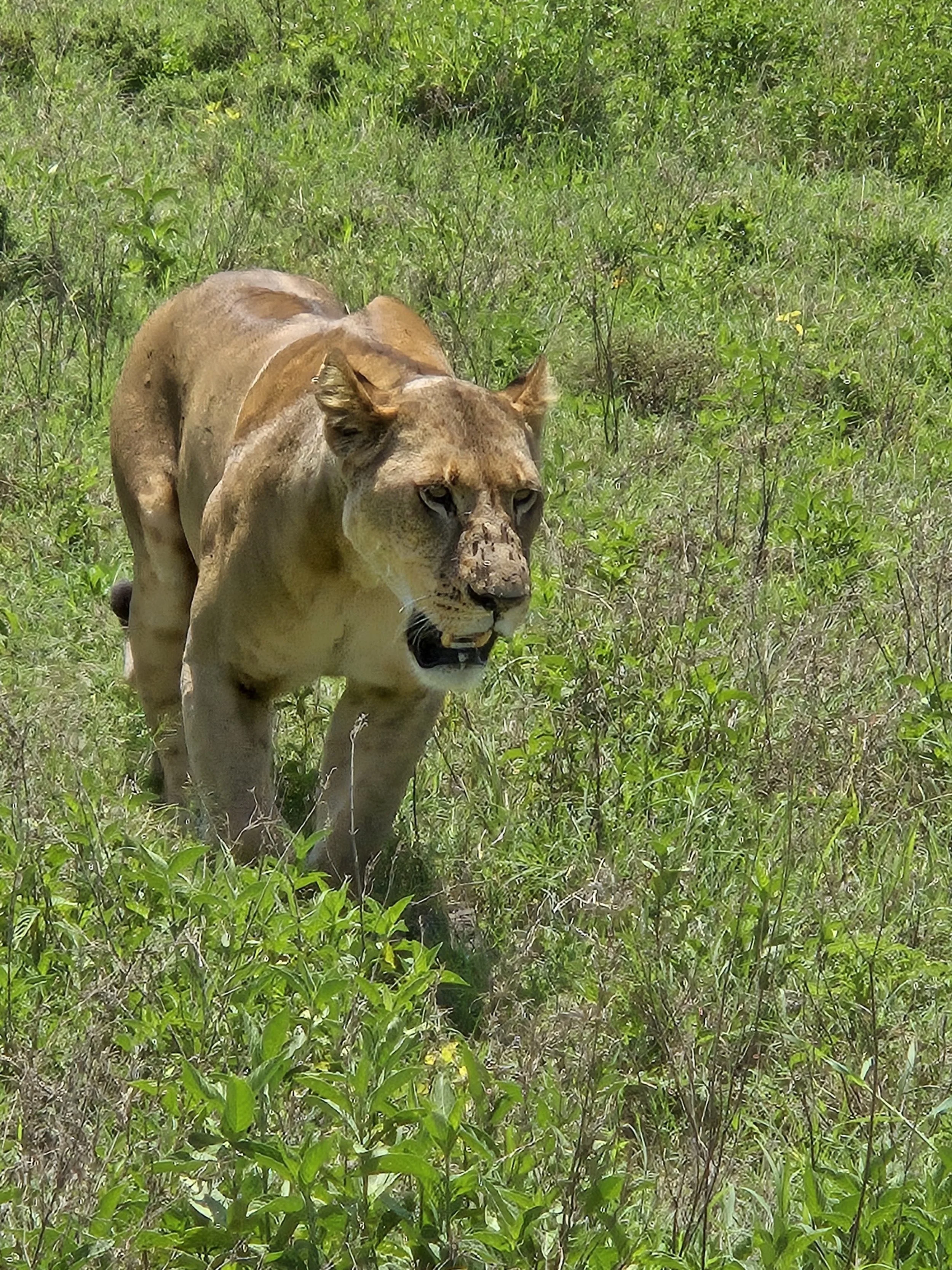 lioness coming toward us.jpg