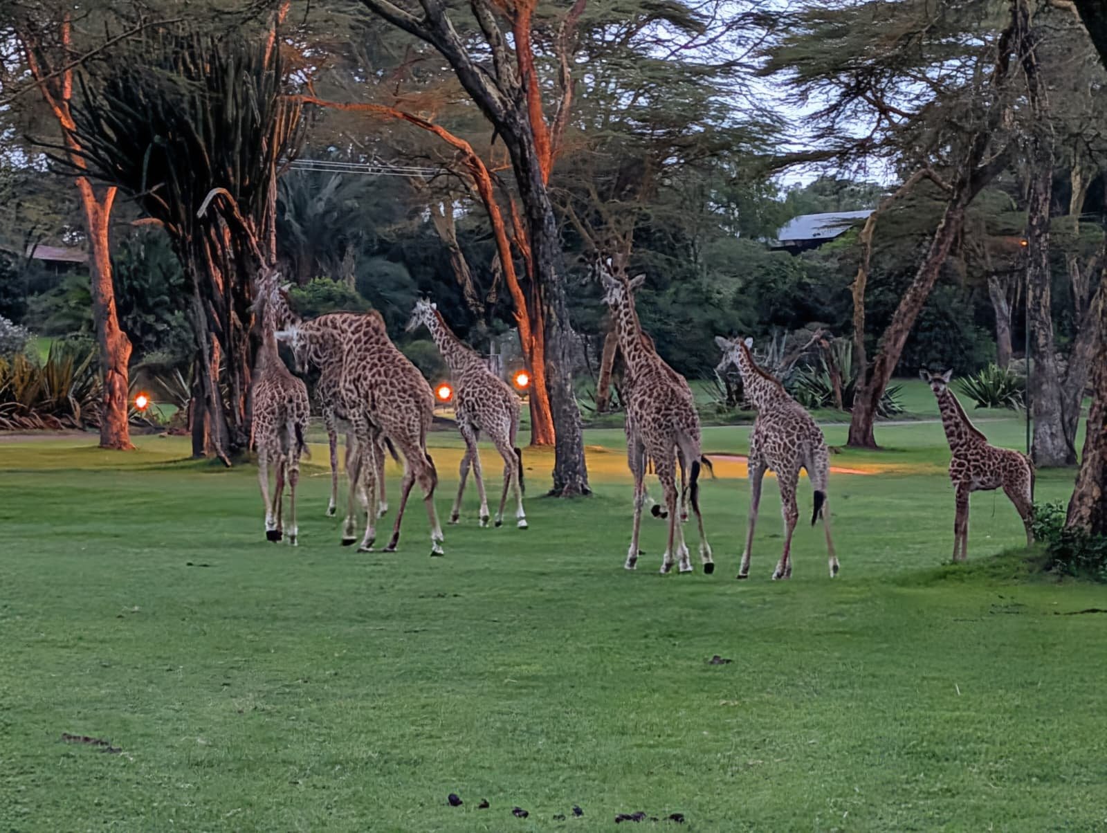 giraffes in camp.JPG