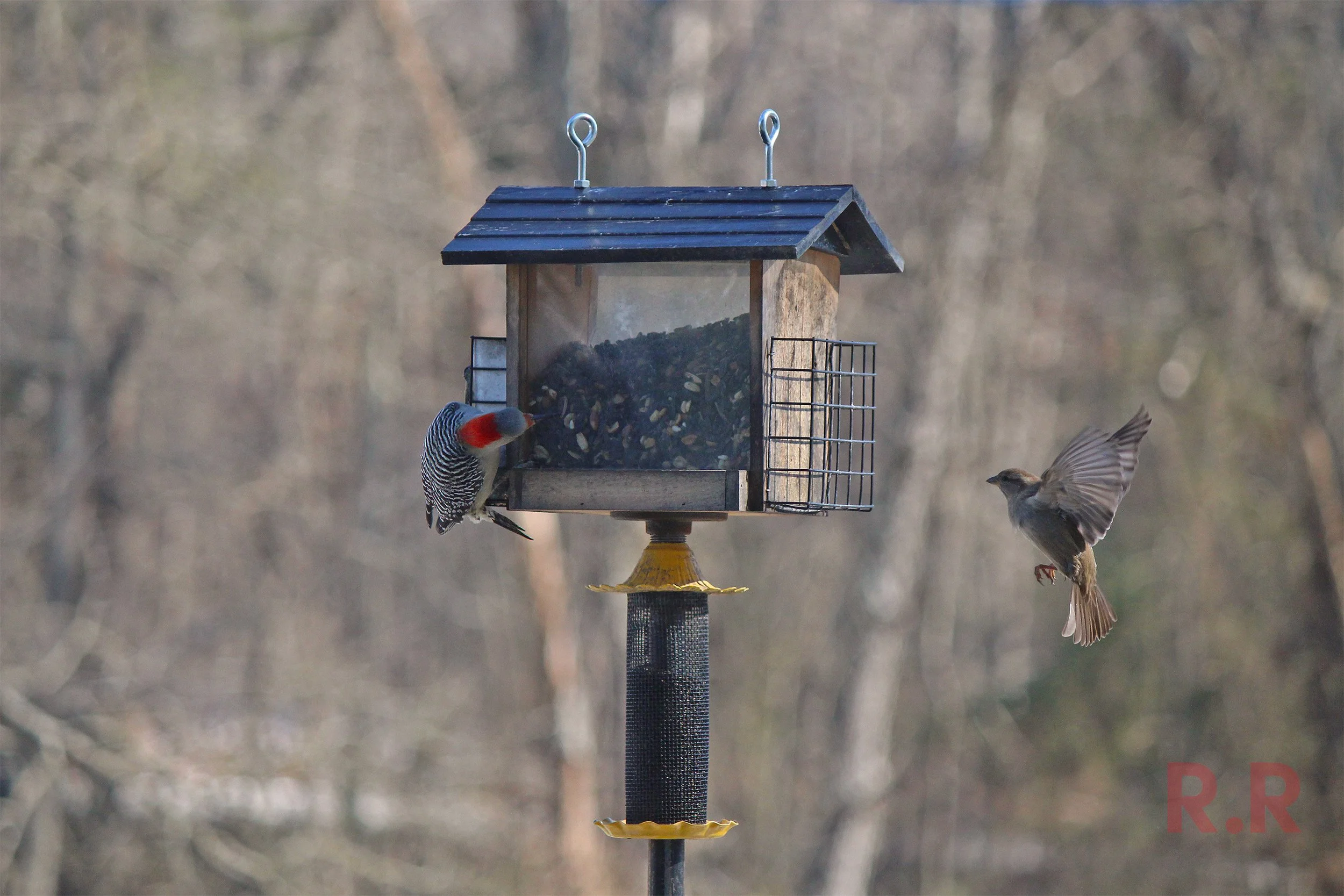 Bird In Fly with Wood Pecker website.jpg