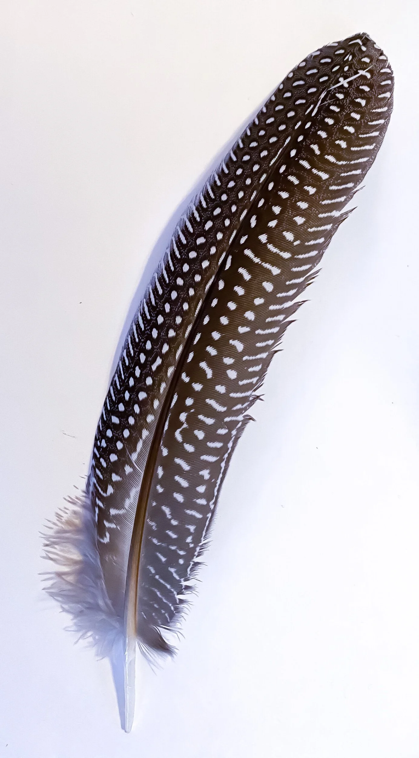 58FACBF0-4D86-4916-97CD-8B8E8A400E47