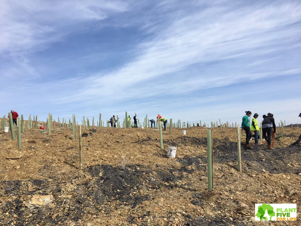 Planting the first of 5,000 trees and protecting them in tree shelters...