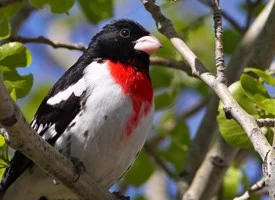 The Bright, Feathered "Aha!"