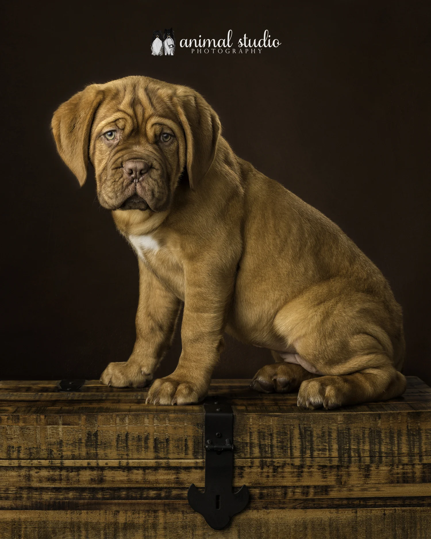Studio Dogs — Animal Studio Photography