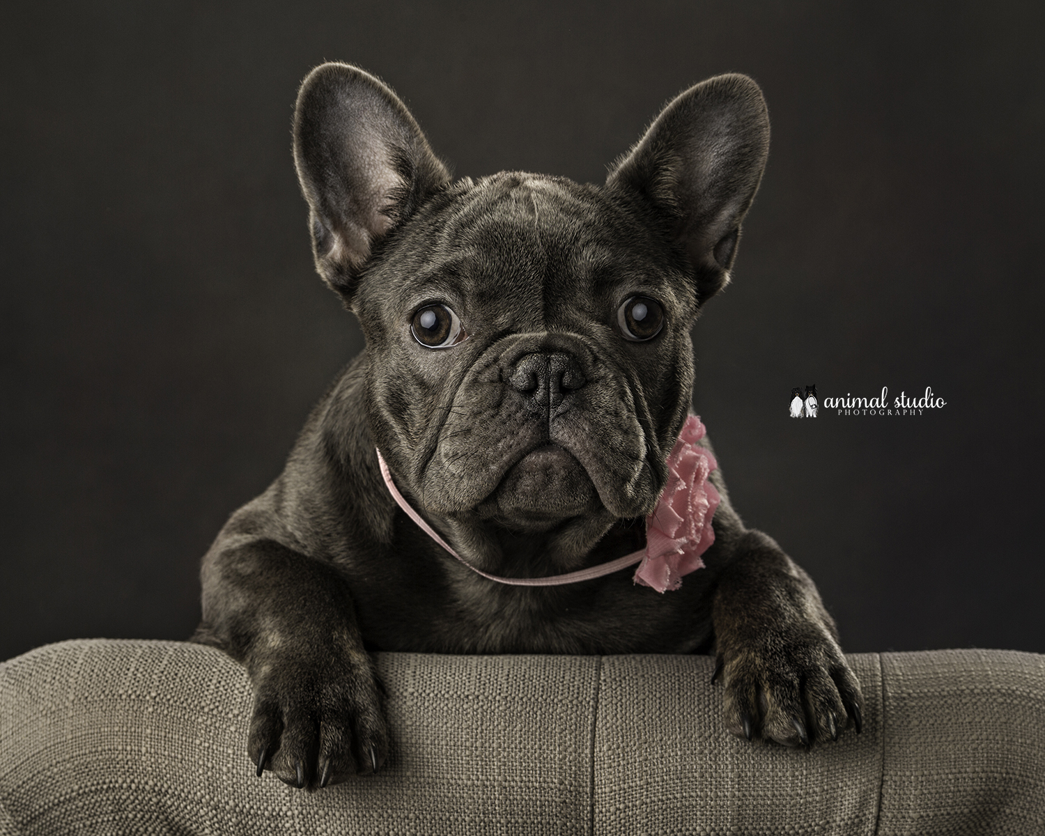 Studio Dogs — Animal Studio Photography